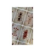 Playing Card The Persian Empire